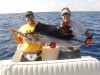 denise-sailfish