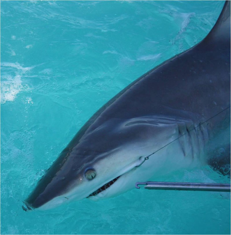 Fish Key West Florida As seen on ESPN Key West Shark Fishing Photos